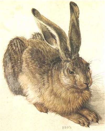 Photo:  Albrecht Dürer, Leprotto (1502)